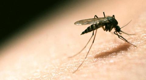 العلماء يثبتون فعالية أول لقاح مضاد للملاريا