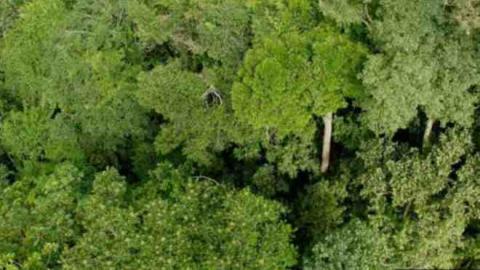 نصف انواع أشجار نهر الأمازون تواجه خطر الانقراض