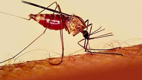 ابتكار دواء مضاد للملاريا