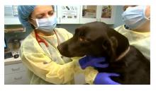 "إنفلونزا الكلاب"  تهاجم ولايات امريكية 