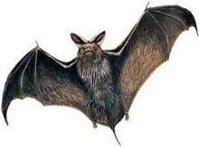 باحثون: الخفافيش تنقض على فرائسها في جزء من الثانية