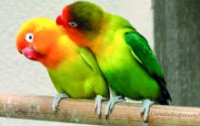 جامعة أمريكية تطلق موقعا إلكترونيا لتحديد أنواع الطيور من الصور