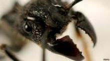 أكثر لدغات الحشرات ألما في العالم