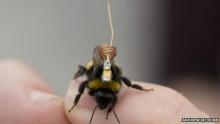جهاز استشعار بالغ الصغر يتتبع سلوك النحل