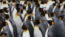 السر وراء عدم تجمد طيور البطريق في القطب الجنوبي
