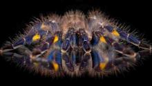 عناكب الرتيلاء تطور لونها الأزرق "ثمان مرات على الأقل"