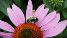الوقود الحيوي يسبب تراجع عدد النحل في الولايات المتحدة
