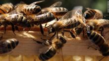 مقتل مليون نحلة في حادث مروري بفرنسا