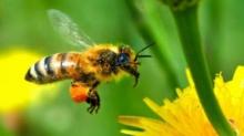 أول دواء للسعات النحل وتجريبه على البشر