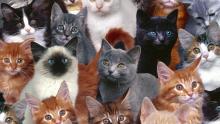 العلماء يحددون العلاقة بين لون القطط وعدوانيتها