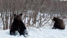 تغير المناخ.. الدببة تستفيق مبكرا من سباتها غرب روسيا